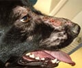 Köpeklerde Lyme ve Leishmania'dan Korunma Yolları

